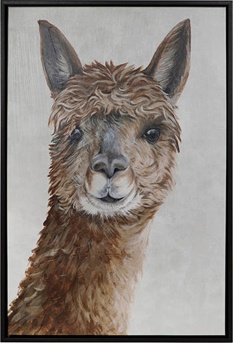Suri Alpaca II