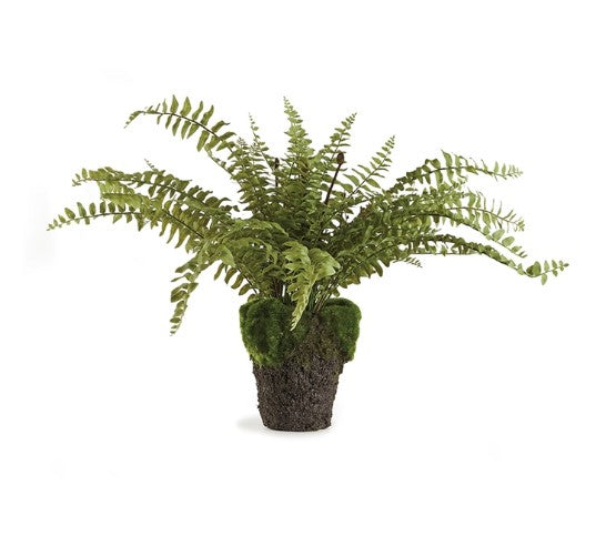 Boston Fern Drop In 16"