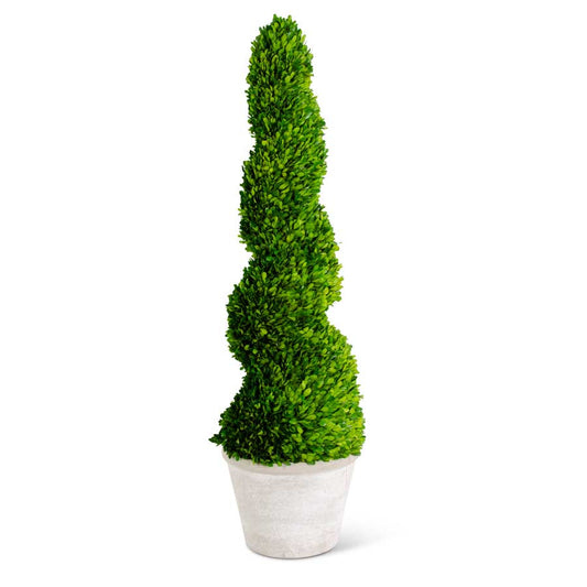 47 Inch Preserved Boxwood Spiral Topiary in Whitewashed Pot