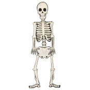 Yard Skeleton