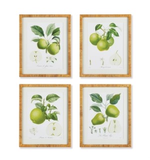 Fruit Study Art