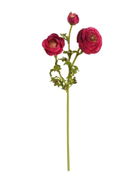 Ranunculus American Beauty