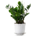 Berry & Thread Planter 7 in. - Whitewash