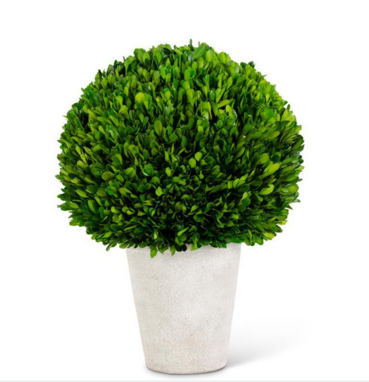 Boxwood Ball in Whitewash Pot 17in