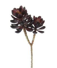 Burgundy Succulent 11"