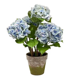 Hydrangea x4 Potted