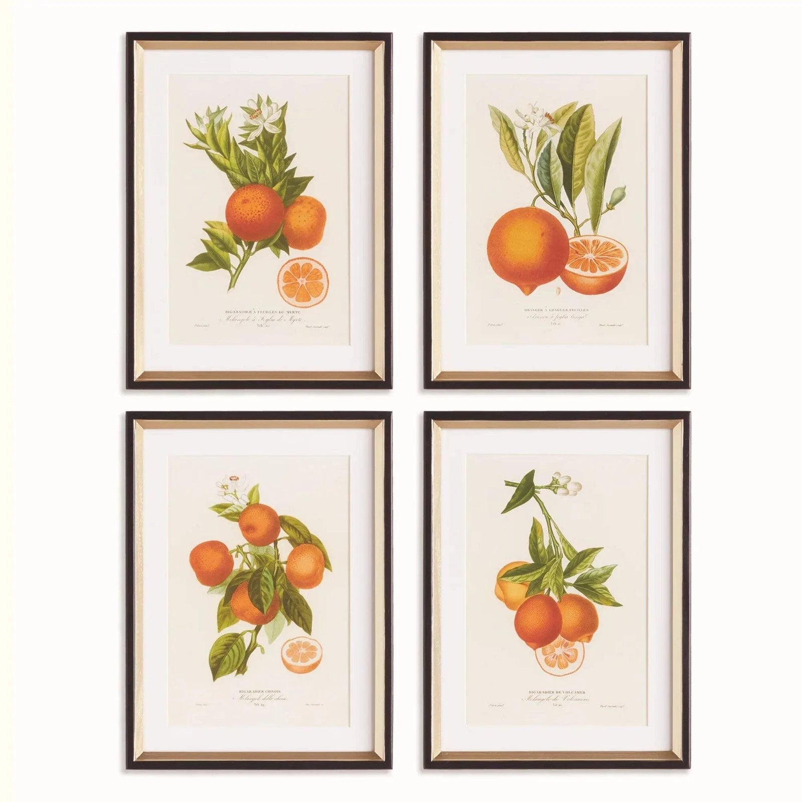 Citrus Cuttings Study Art